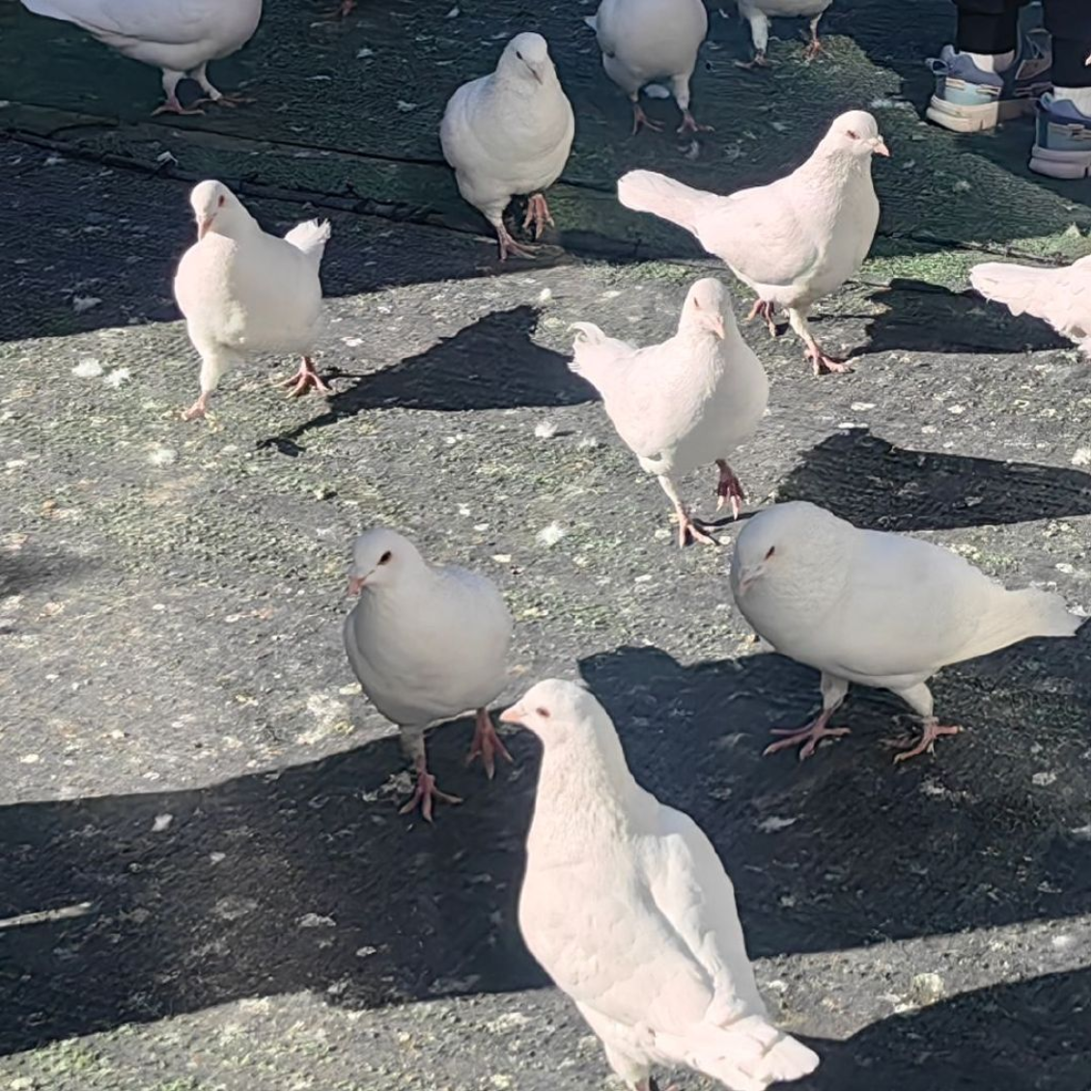 余欣